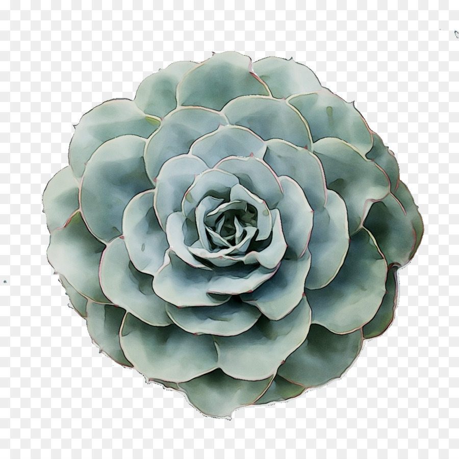 Plante Succulente Bleue，Fleur PNG