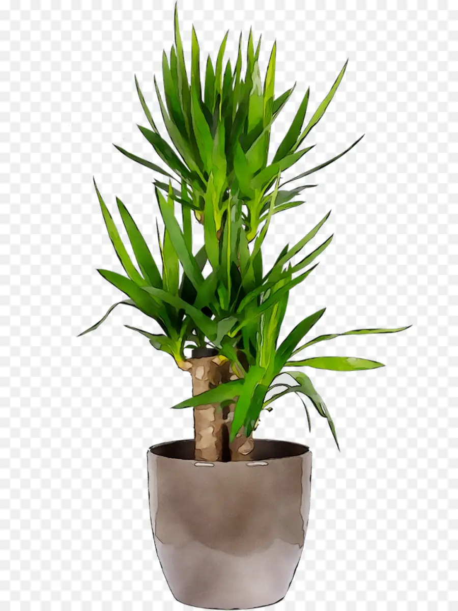 Plante En Pot，Vert PNG