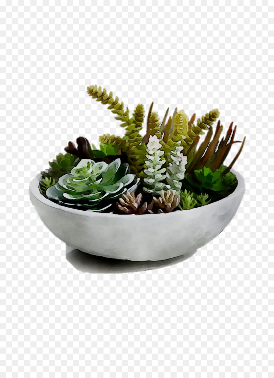 Plantes Succulentes Dans Un Bol，Plantes Succulentes PNG