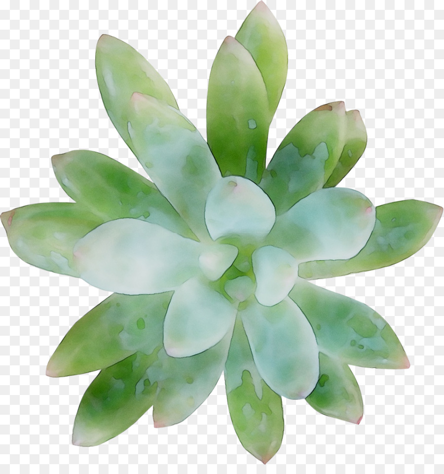 Succulent，Vert PNG