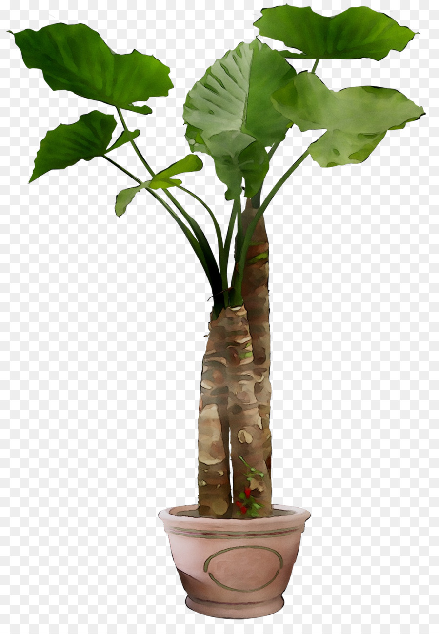 Plante En Pot，Intérieur PNG