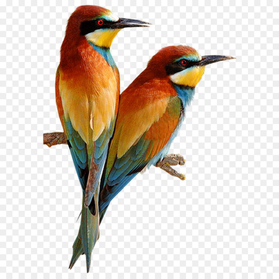 Oiseaux，Bifurquer PNG