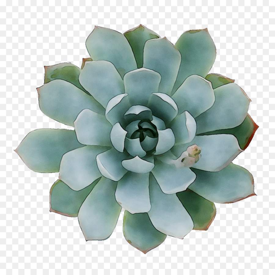 Plante Succulente，Verdure PNG