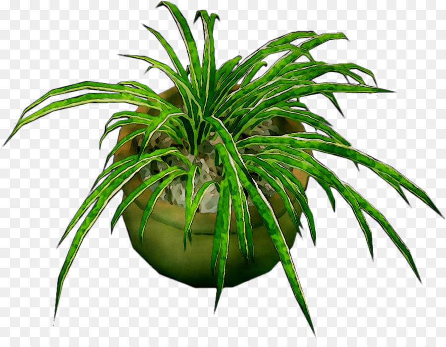 Plante En Pot，Verdure PNG