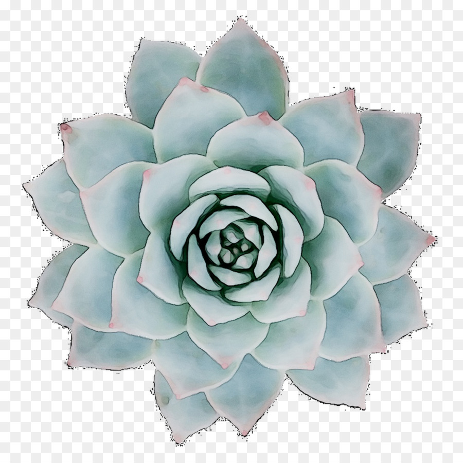 Plante Succulente Bleue，Fleur PNG