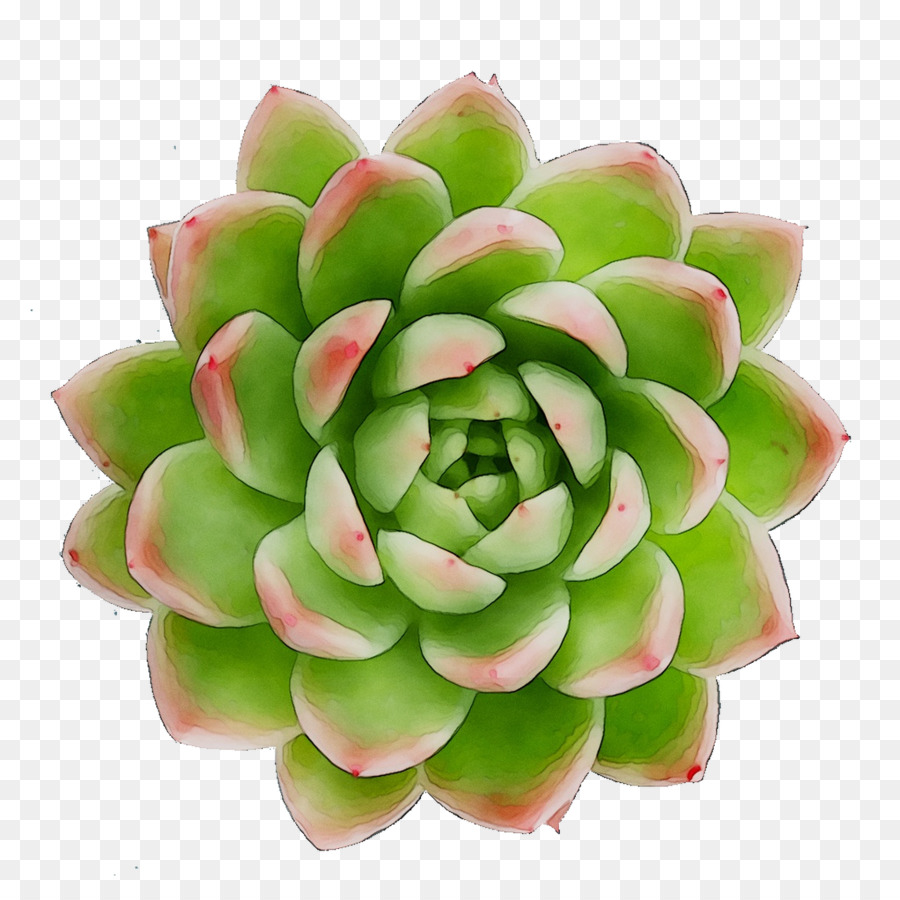 Plante Succulente，Cactus PNG