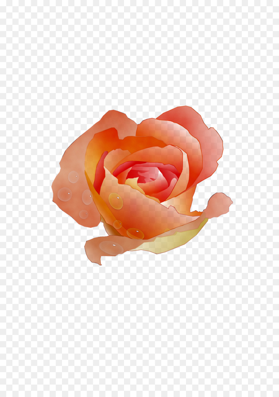 Rose Rouge，Rose PNG