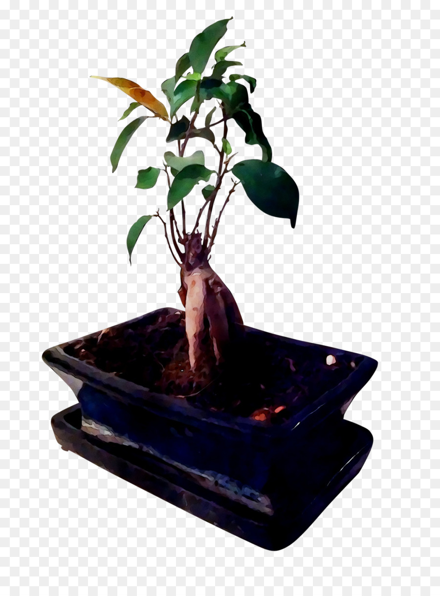 Chinois Douce Prune，Ficus Microcarpa PNG