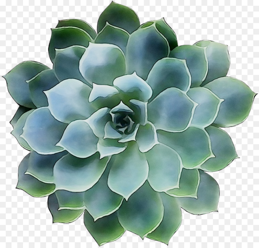 Plante Succulente，Verdure PNG