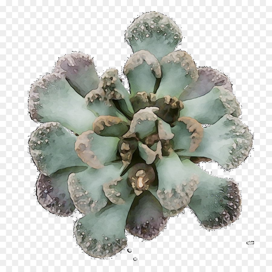 Fleur，Echeveria PNG