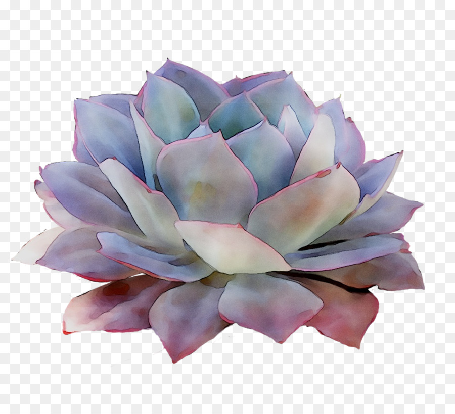 Succulent，Usine PNG