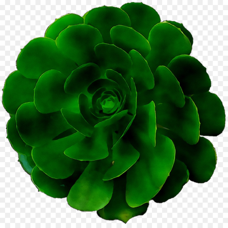 Succulent，Vert PNG