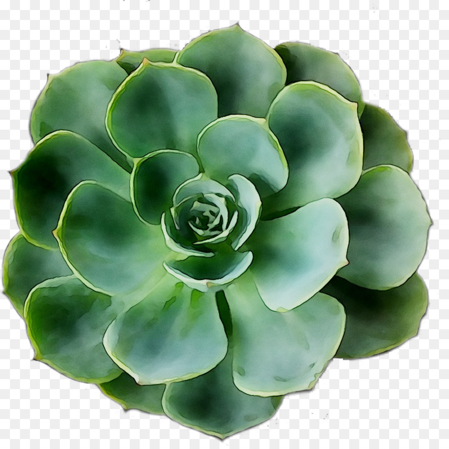 Plante Succulente，Verdure PNG