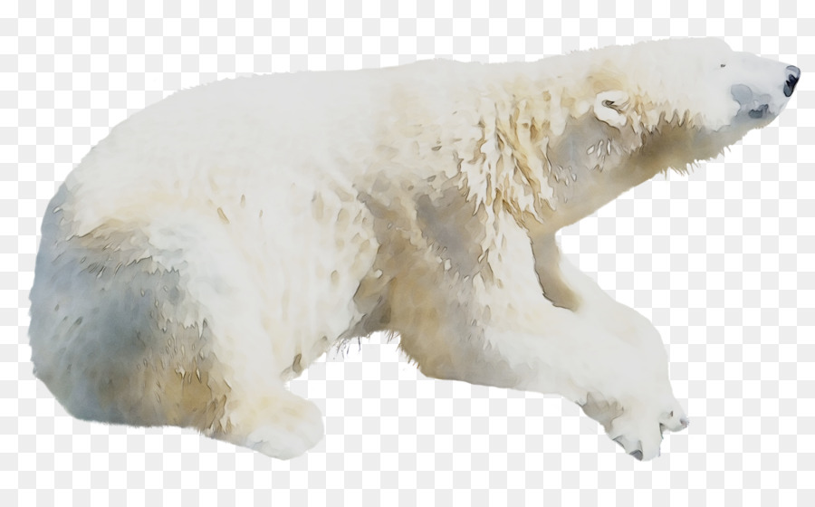 Ours Blanc，Blanc PNG