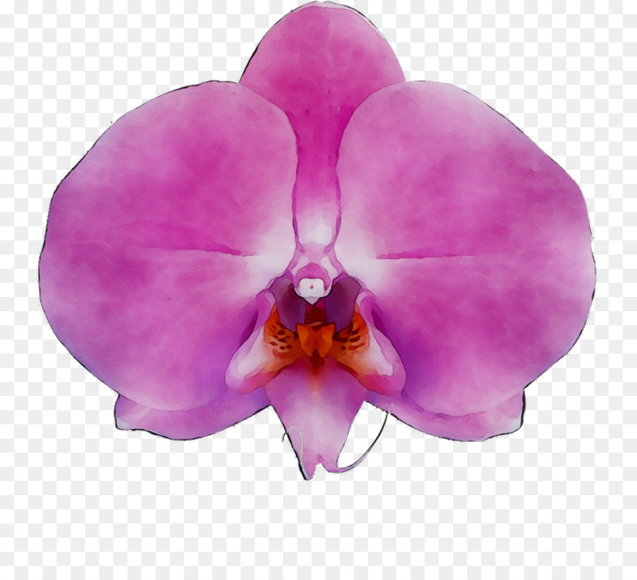 Orchidée，Rose PNG