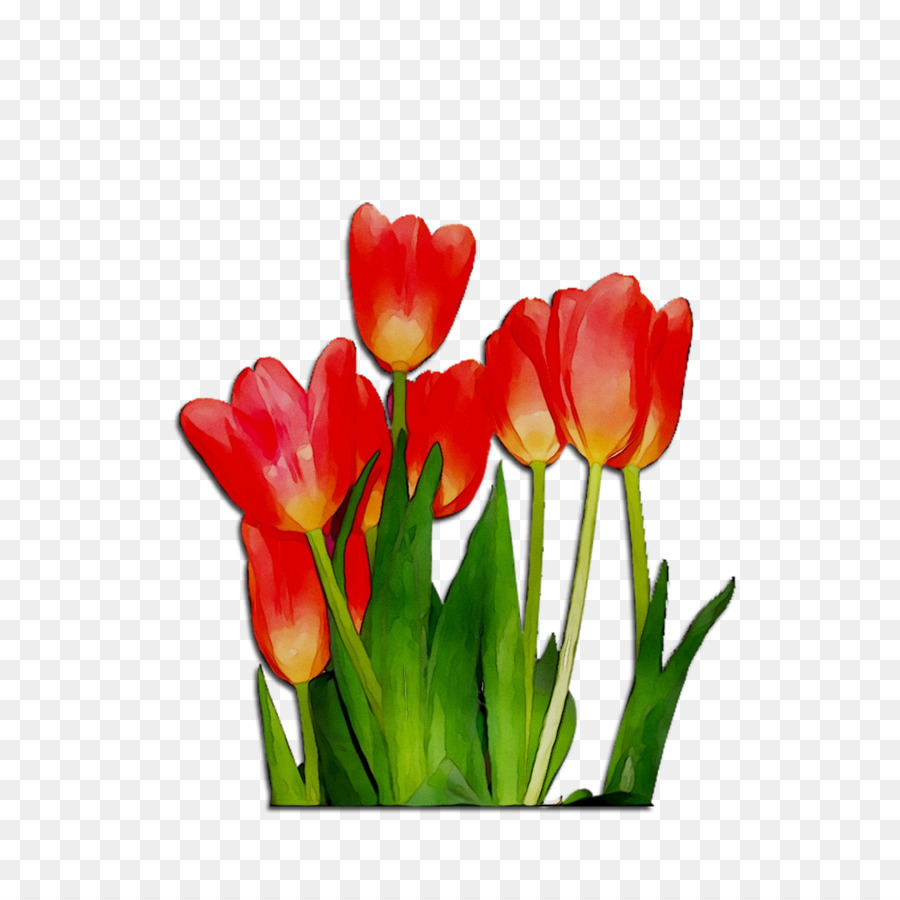 Tulipes Rouges Dans Un Vase，Tulipes PNG