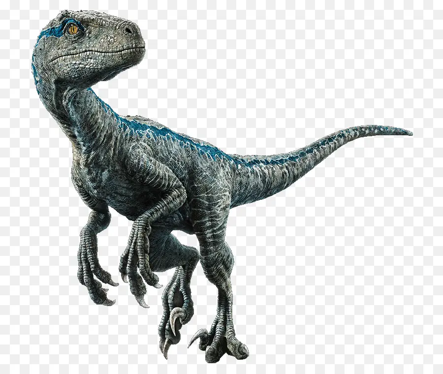 Velociraptor，Velociraptor Velociraptor PNG