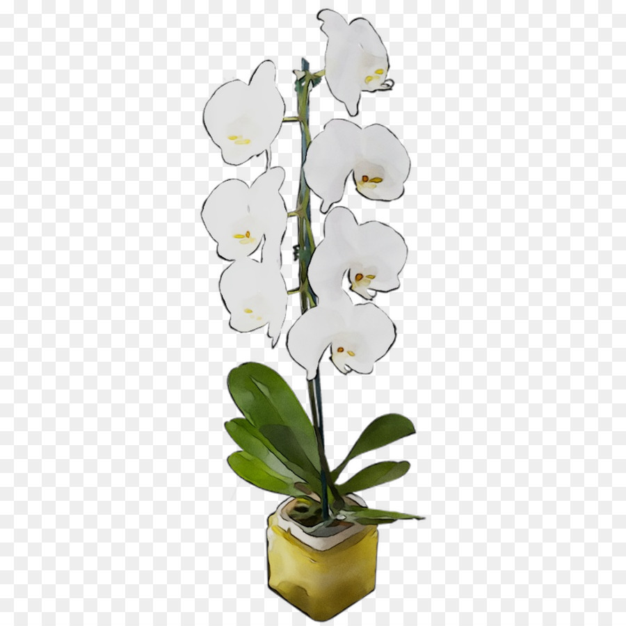 Orchidée，Fleur PNG