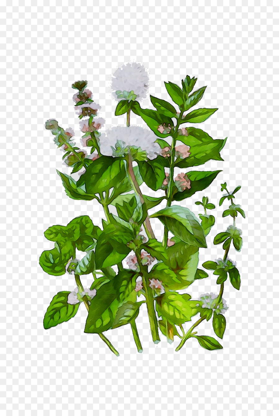 Fleur，Tige De La Plante PNG