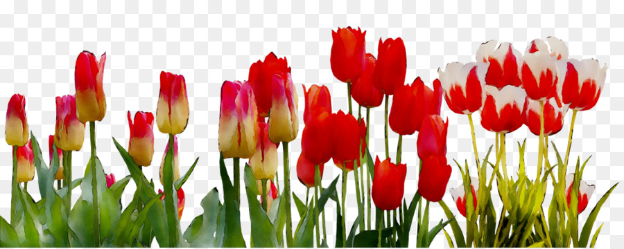 Tulipes，Rouge PNG