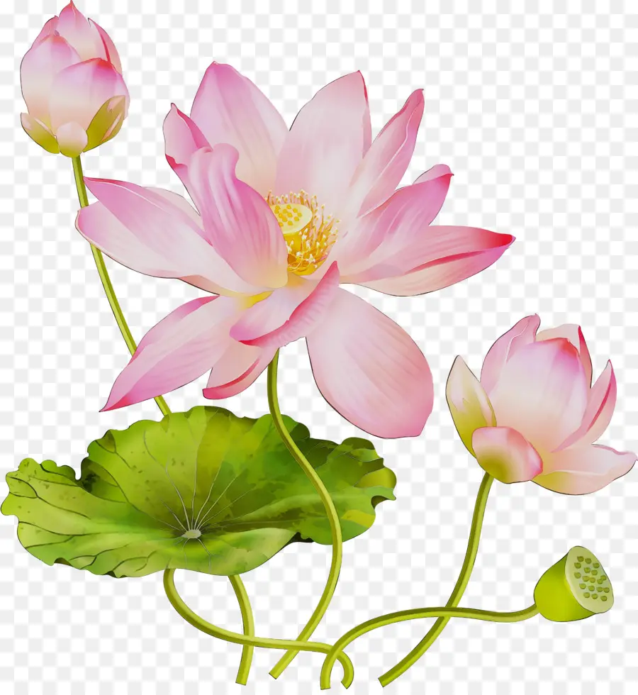 Lotus Sacré，Design Floral PNG