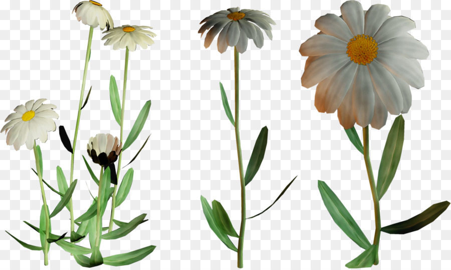 Marguerites，Blanc PNG