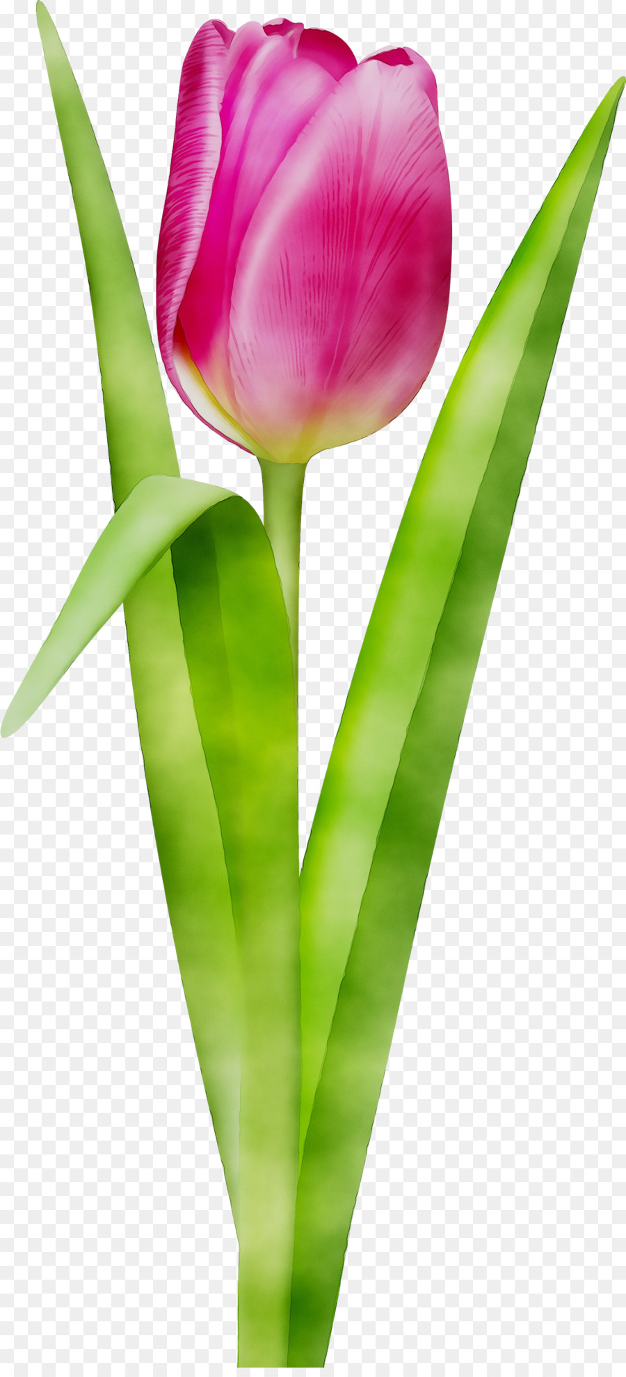 Tulipe Rouge，Tige PNG