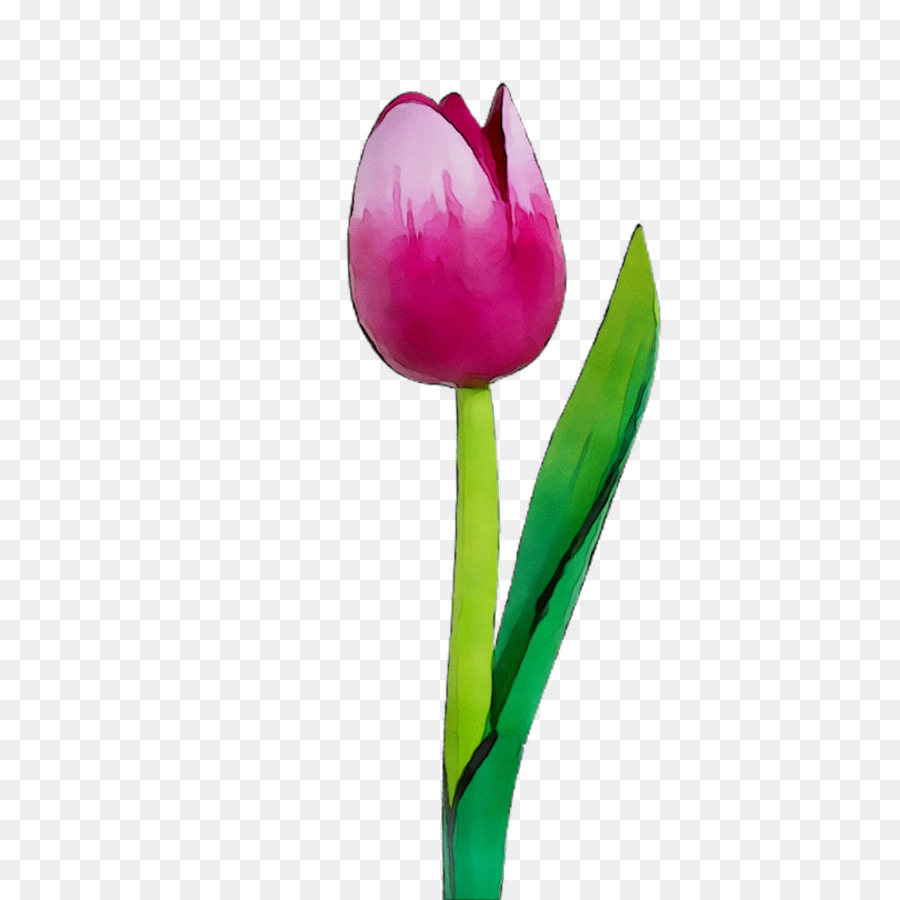 Tulipe，Usine PNG