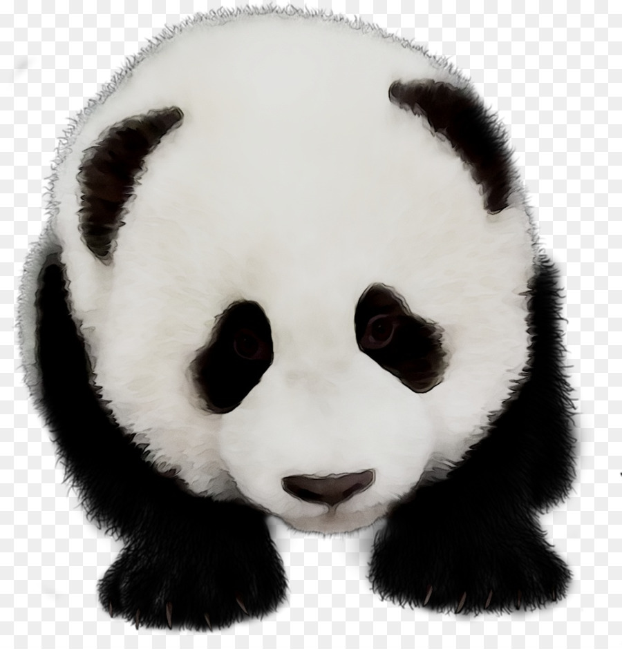 Panda，Noir Et Blanc PNG