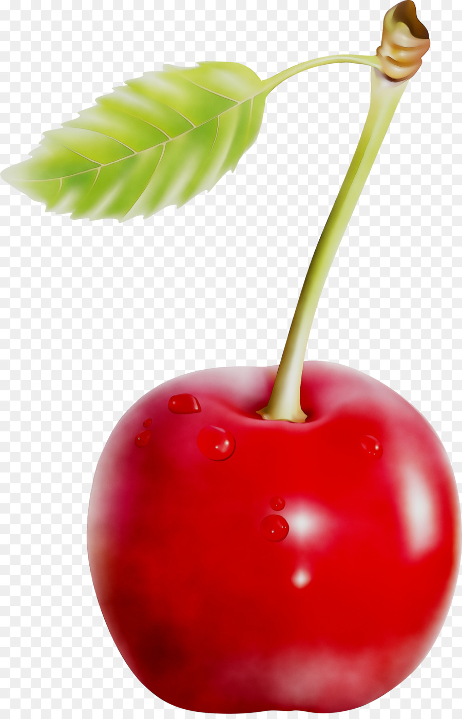 Cerise Rouge，Tige PNG