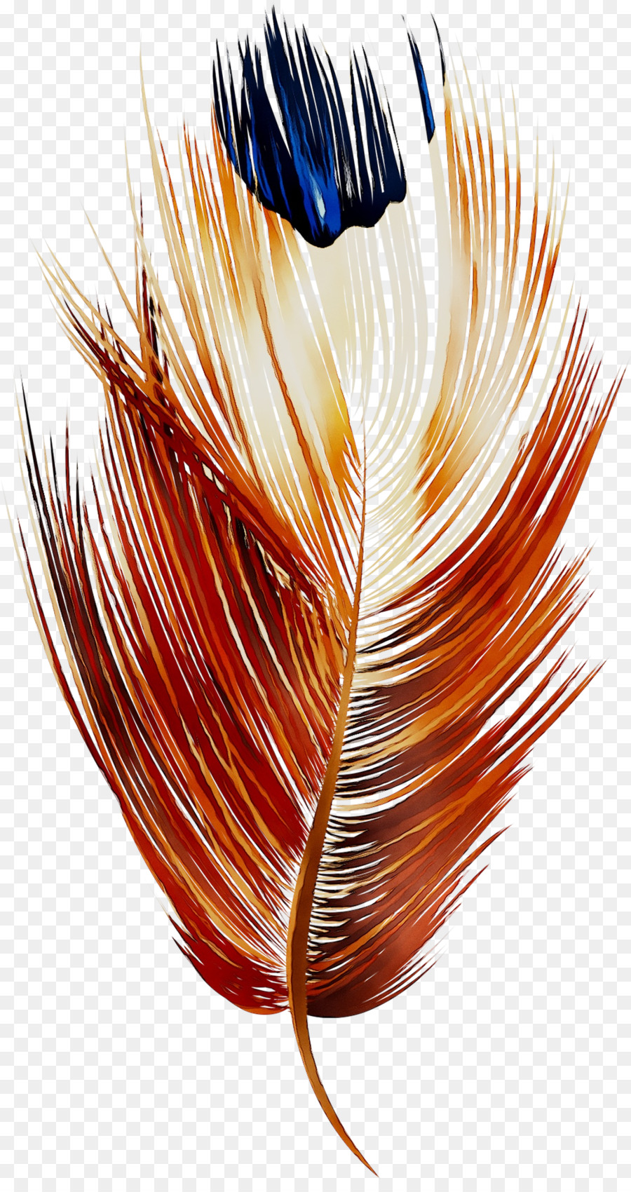 Plume Colorée，Plume PNG