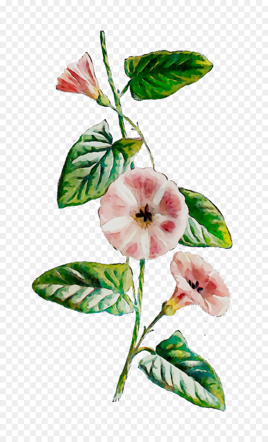 Fleur Rose，Pétales PNG