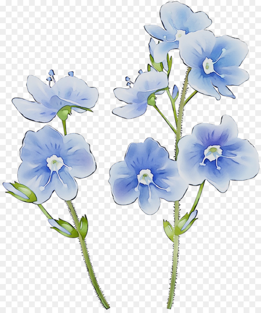 Fleurs，Floraison PNG