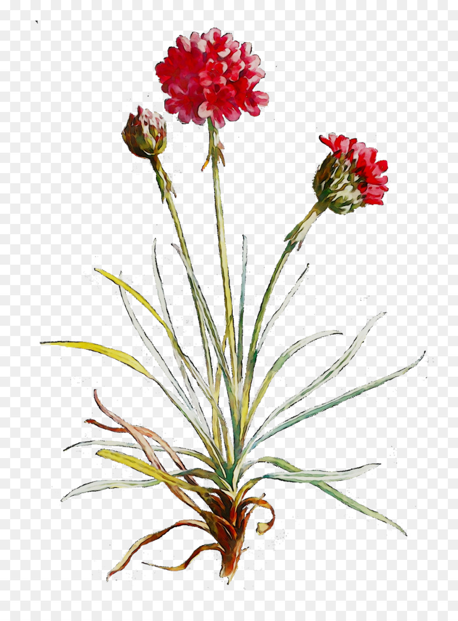 Oeillet，Design Floral PNG