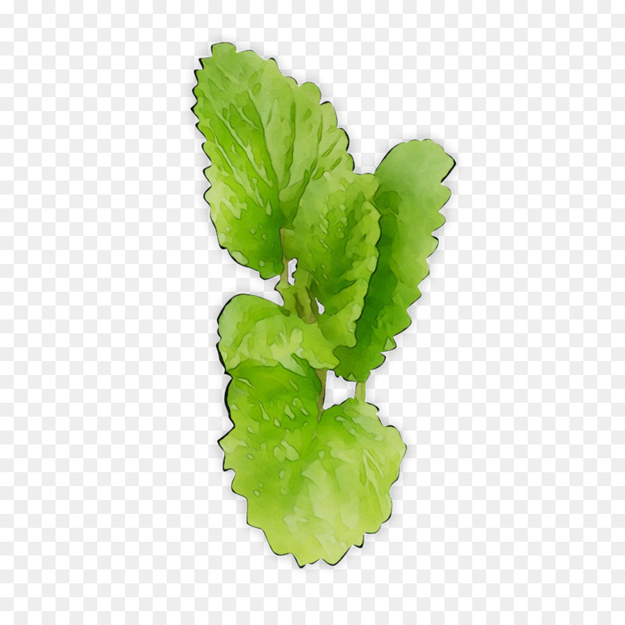 Feuilles De Menthe Verte，Herbe PNG