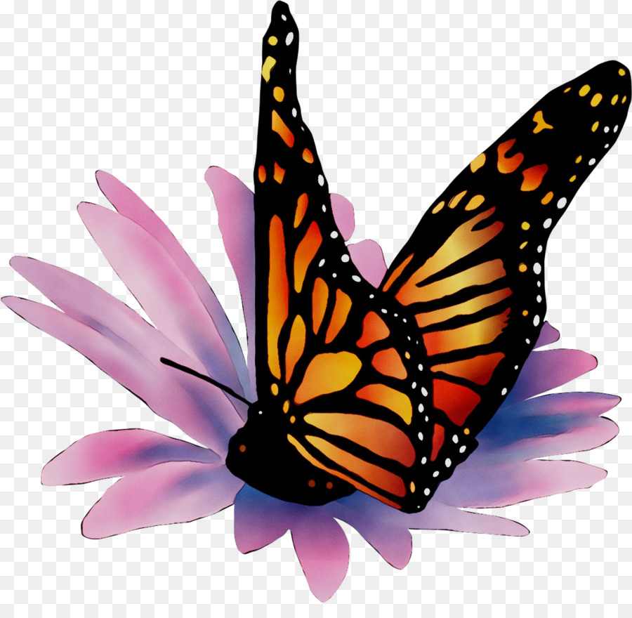 Papillon，Insecte PNG