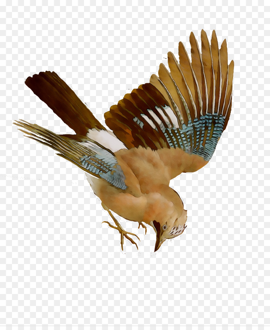 Oiseau，Vol PNG