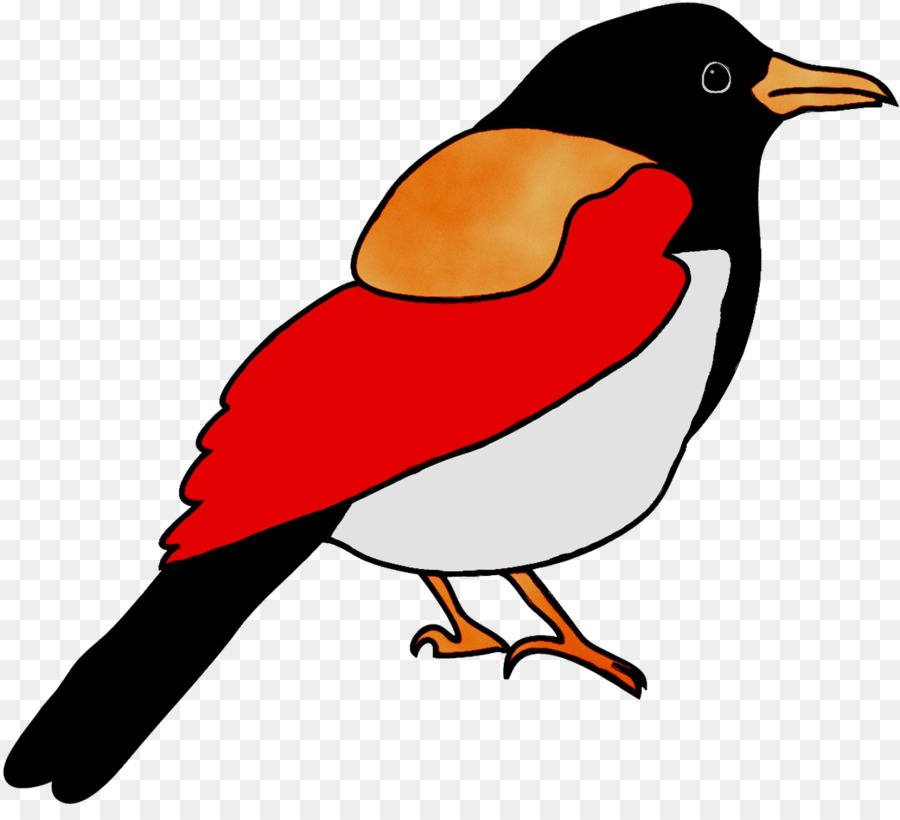 Oiseau，Rouge PNG