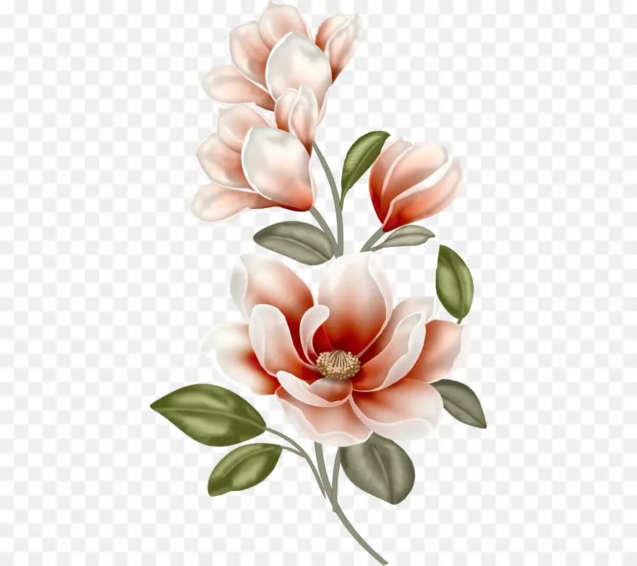 Magnolia，Peinture PNG