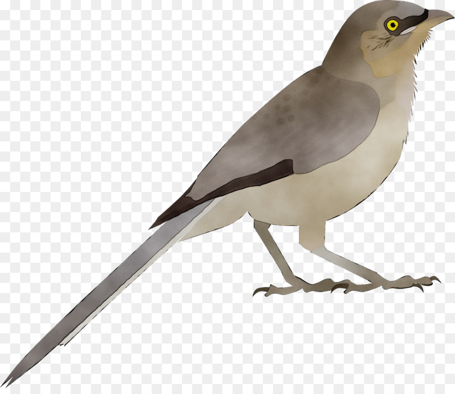 Oiseau，Phoebe Oriental PNG