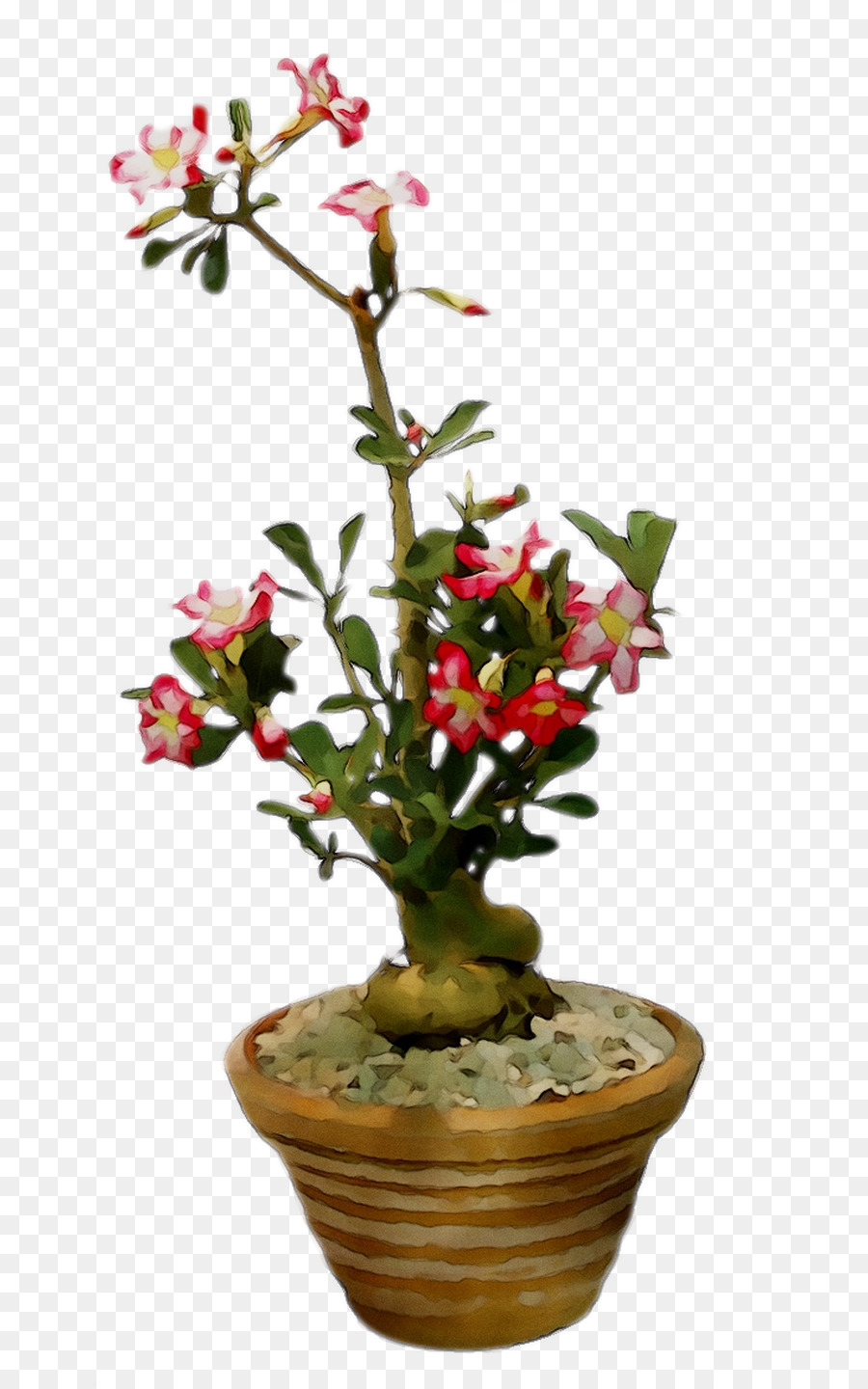 Flowerpot，Plante D'intérieur PNG