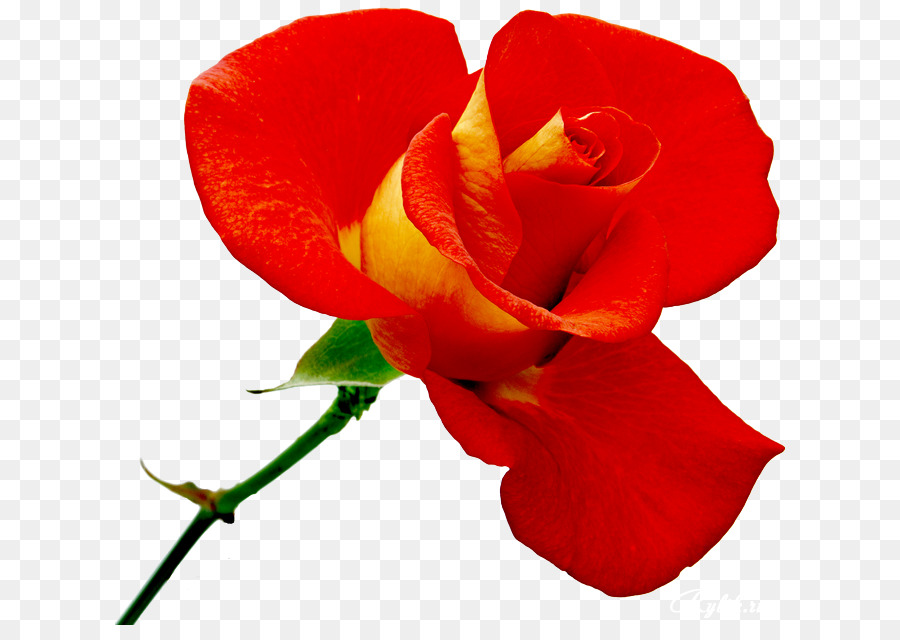 Rose Rouge，Floraison PNG