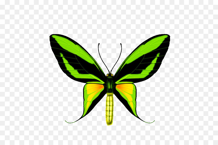 Papillon，Ailes PNG