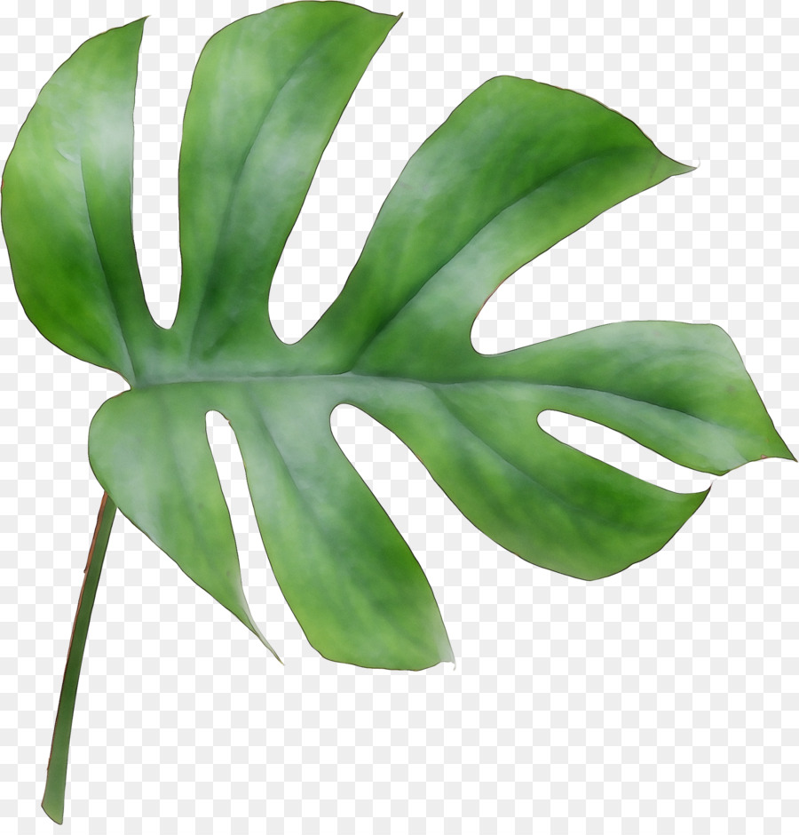 Feuilles De Monstera，Usine PNG