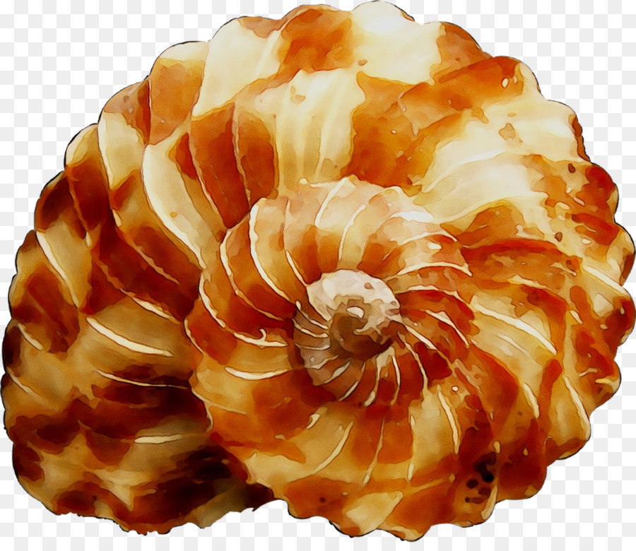 Coquille，Spirale PNG