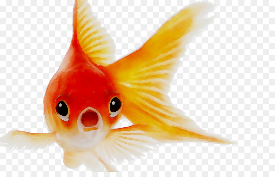 Poisson Rouge，Animal De Compagnie PNG