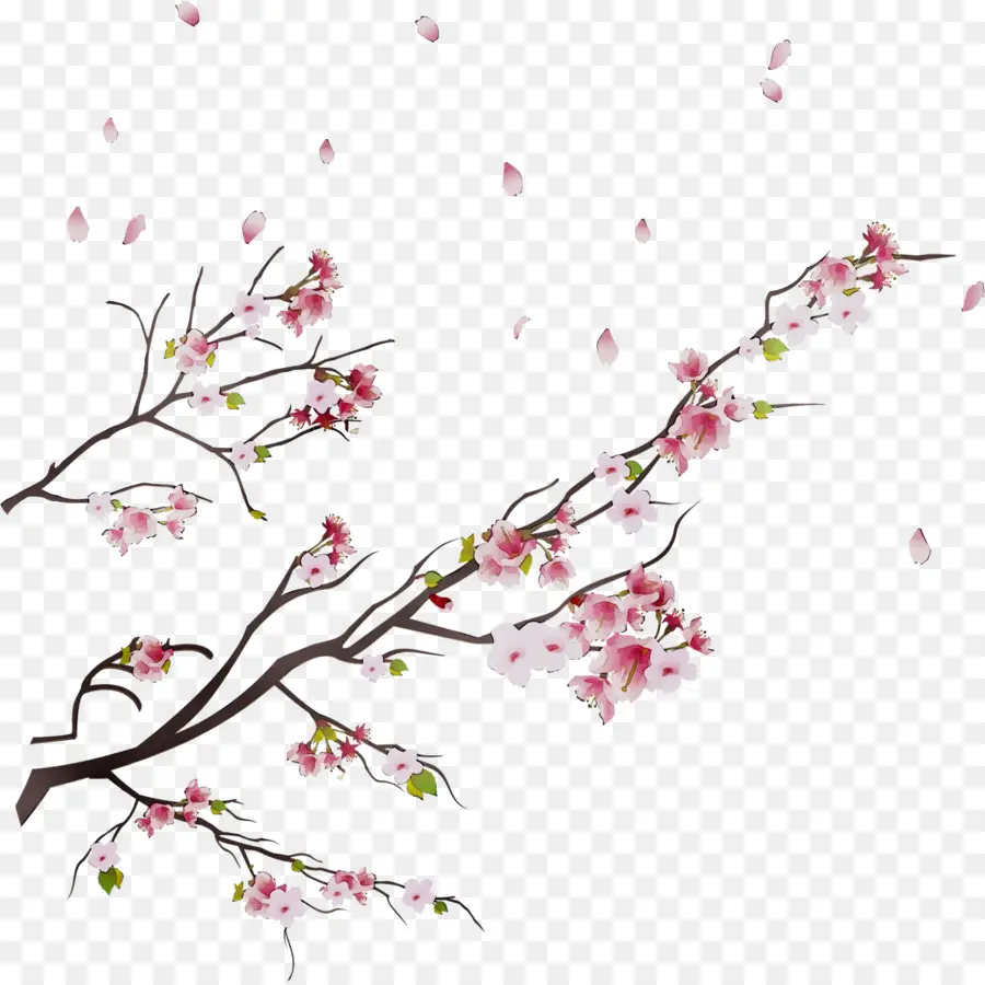 Fleur De Cerisier，Stau150 Minvuncnr Ad PNG