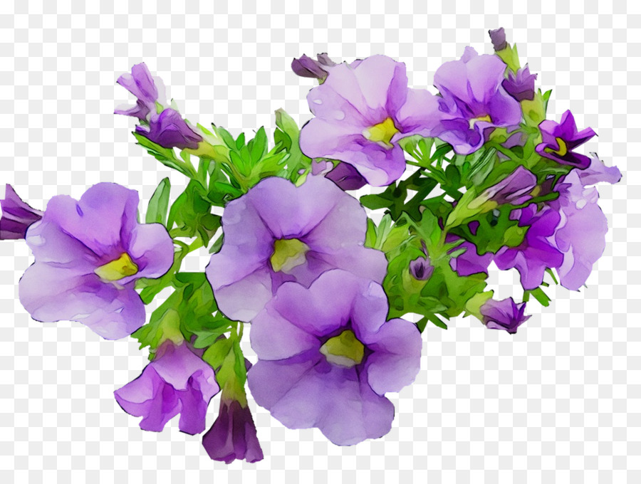 Plante Annuelle，Primrose PNG