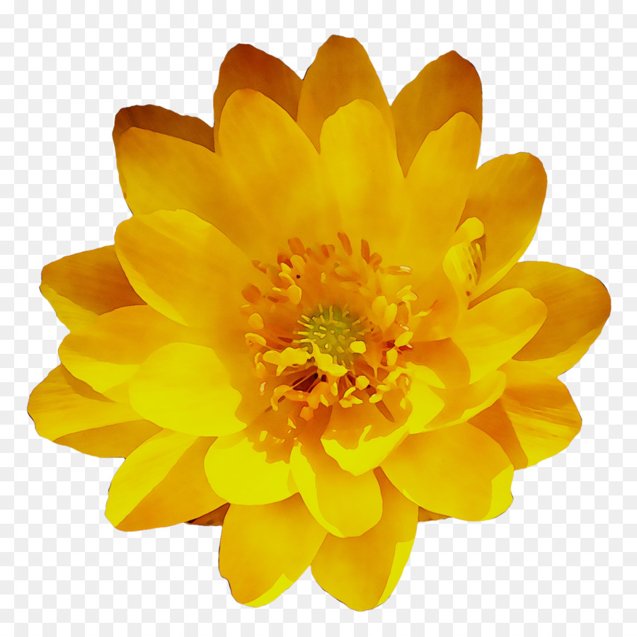 Fleurs Jaunes，Dahlia PNG