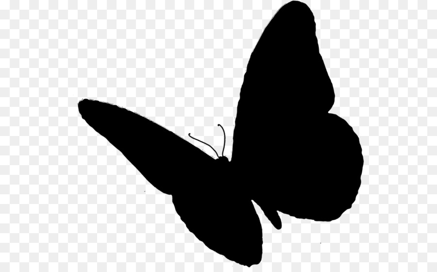 Silhouette De Papillon，Insecte PNG